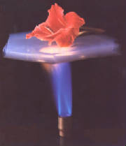 Flower on Aerogel, 2004